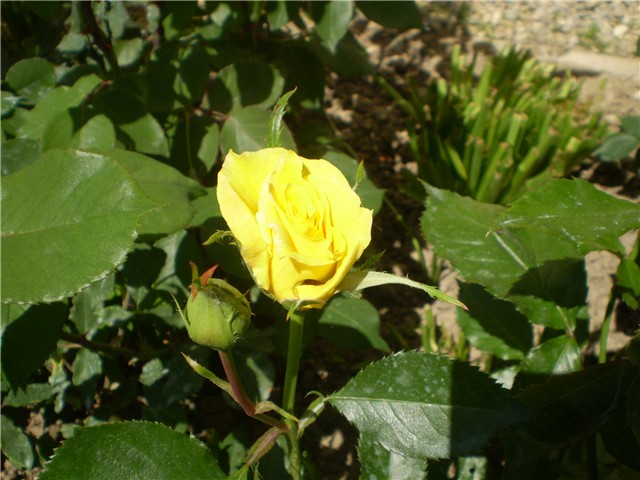 ružica